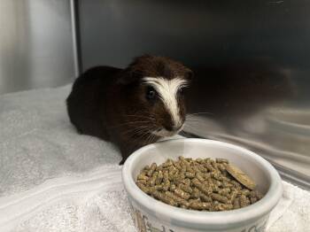 Rescue Guinea Pig Guinea Pigs for Adoption in Mission Viejo, California - Jeremiah | PetCurious